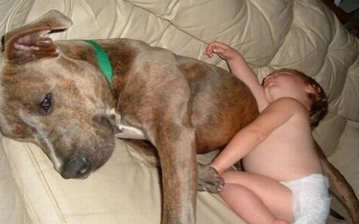 Napping With Pets (20 pics)