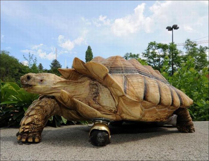 Prosthesis for a Tortoise (5 pics + 1 video)