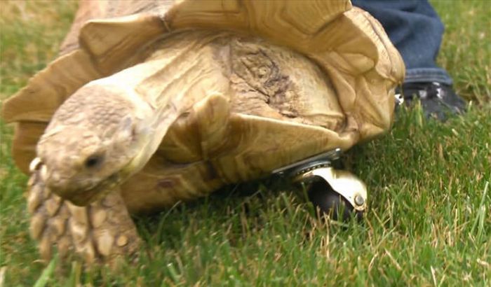Prosthesis for a Tortoise (5 pics + 1 video)