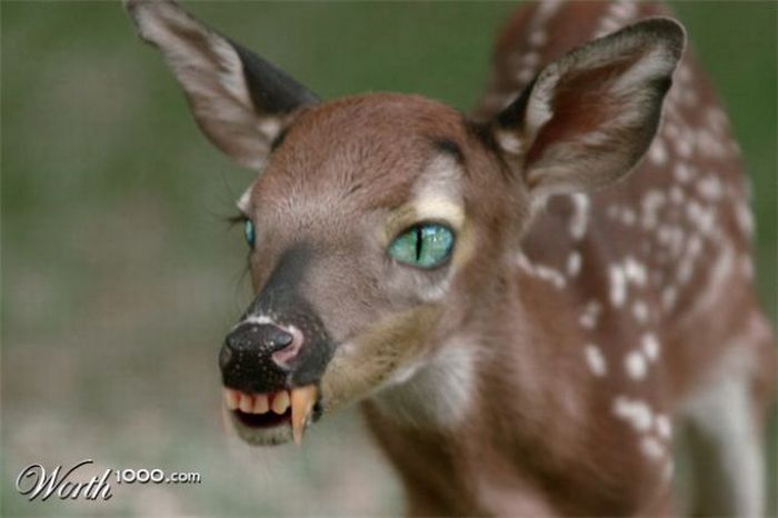 Scary Photoshop Made Animals (51 pics)