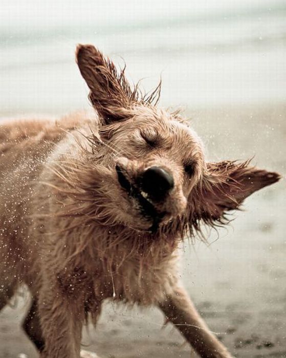 Funny Dogs Shaking Heads (17 pics + 1 gif)