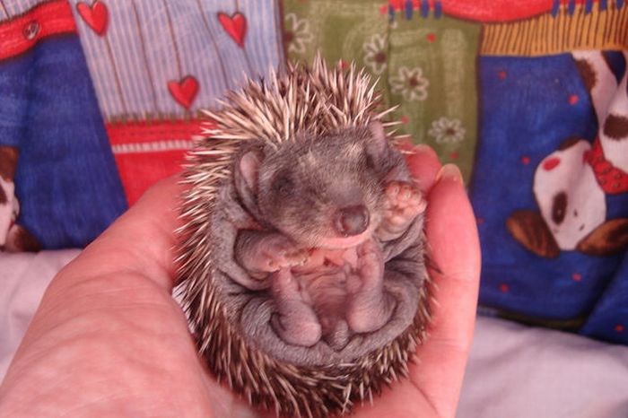 Funny Little Hedgehogs (10 pics)