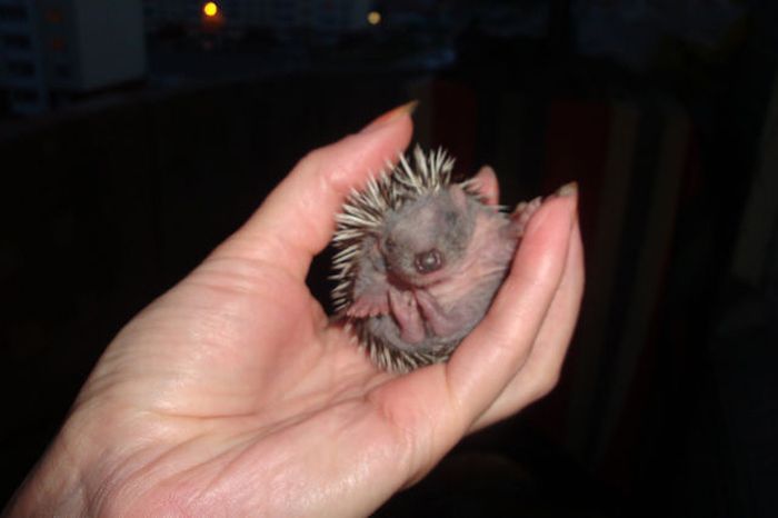 Funny Little Hedgehogs (10 pics)