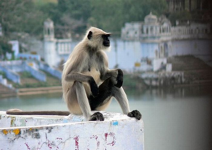 Meditating Monkeys (22 pics)