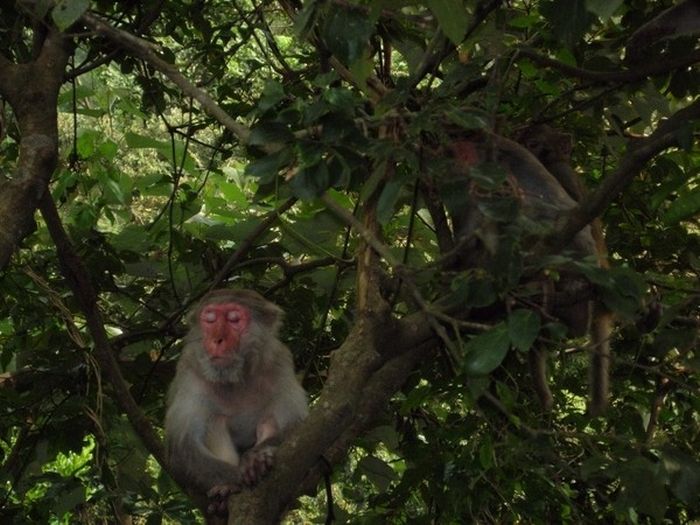 Meditating Monkeys (22 pics)