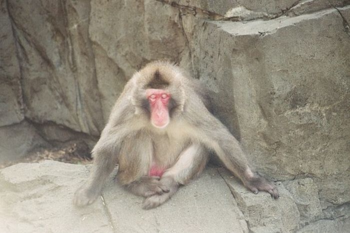 Meditating Monkeys (22 pics)