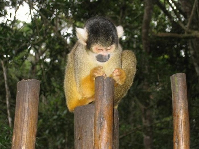 Meditating Monkeys (22 pics)