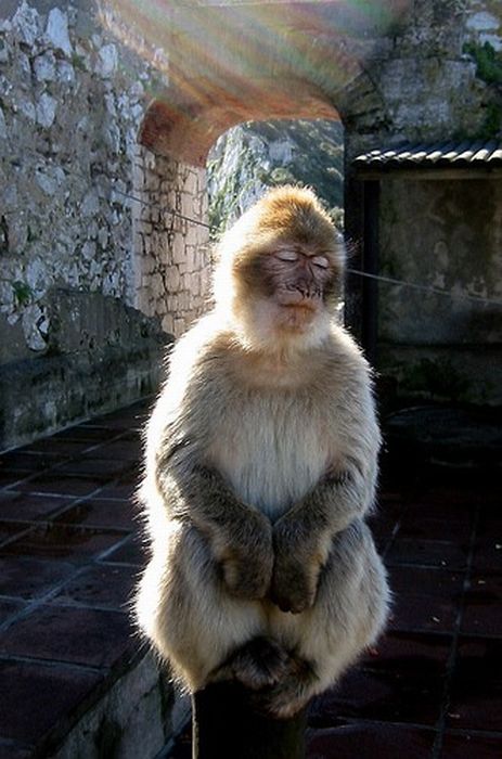 Meditating Monkeys (22 pics)