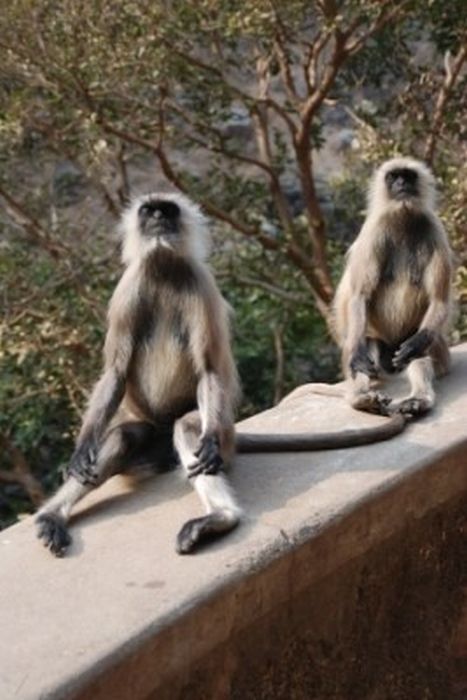 Meditating Monkeys (22 pics)