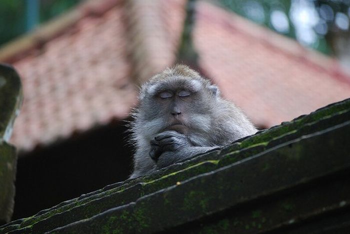 Meditating Monkeys (22 pics)