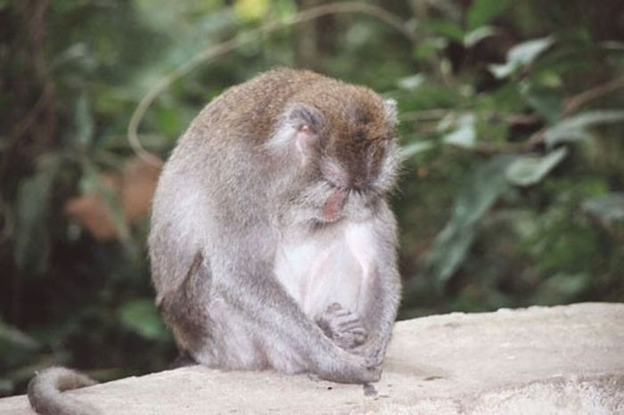 Meditating Monkeys (22 pics)