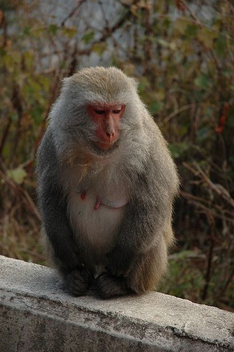 Meditating Monkeys (22 pics)