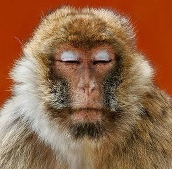 Meditating Monkeys (22 pics)