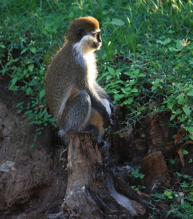 Meditating Monkeys (22 pics)