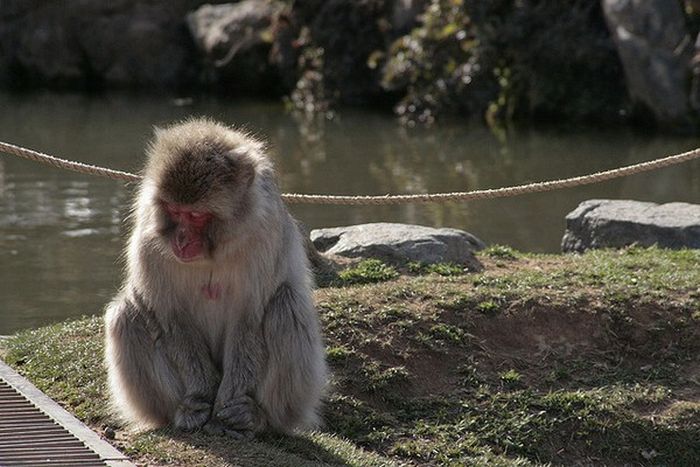 Meditating Monkeys (22 pics)