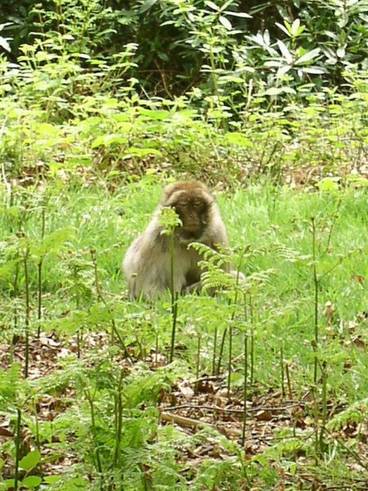 Meditating Monkeys (22 pics)