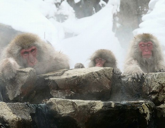 Meditating Monkeys (22 pics)