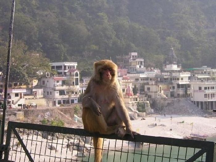 Meditating Monkeys (22 pics)