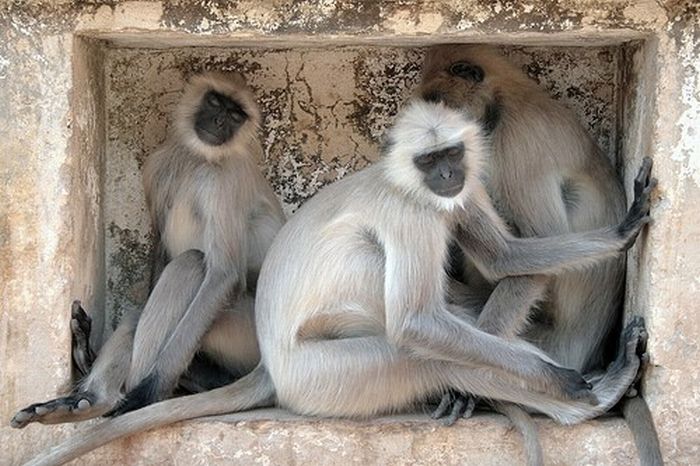 Meditating Monkeys (22 pics)