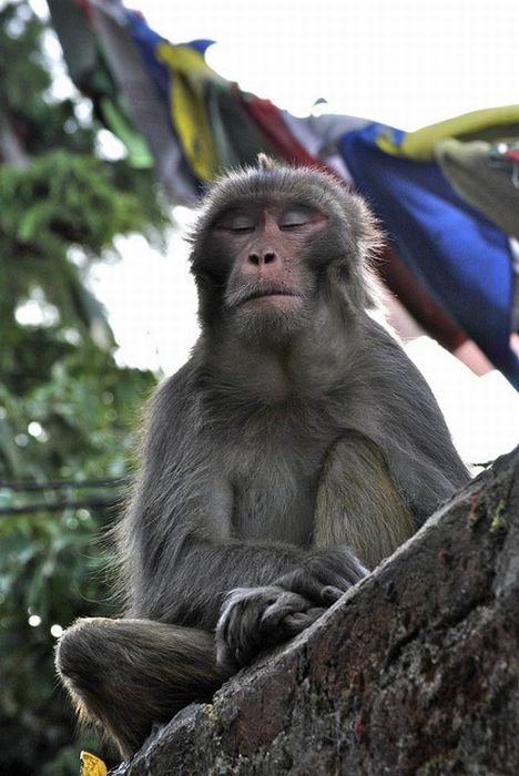 Meditating Monkeys (22 pics)