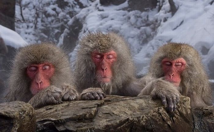 Meditating Monkeys (22 pics)