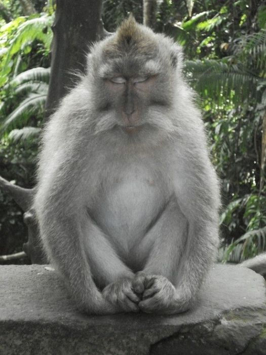 Meditating Monkeys (22 pics)