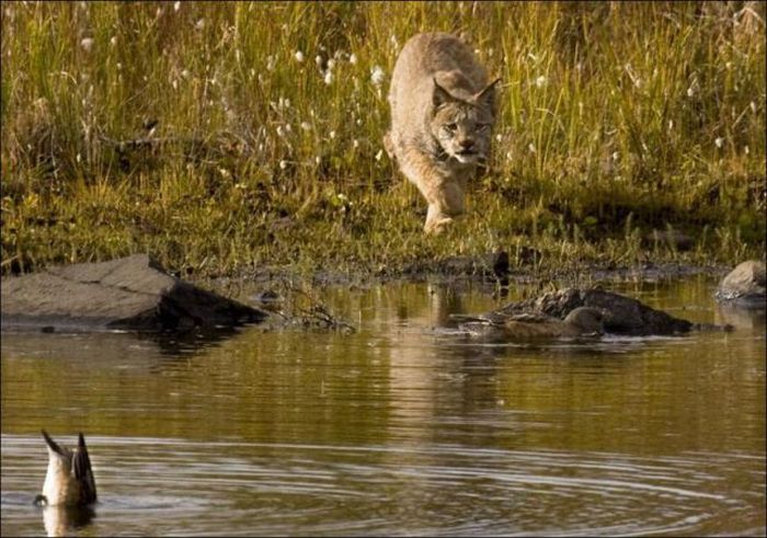 Wild Lynx Hunting (9 pics)