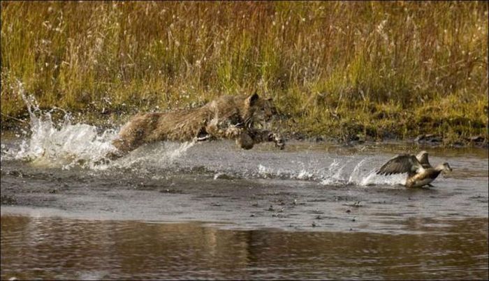 Wild Lynx Hunting (9 pics)