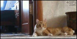 Hilarious Walking Cat (video + gif)