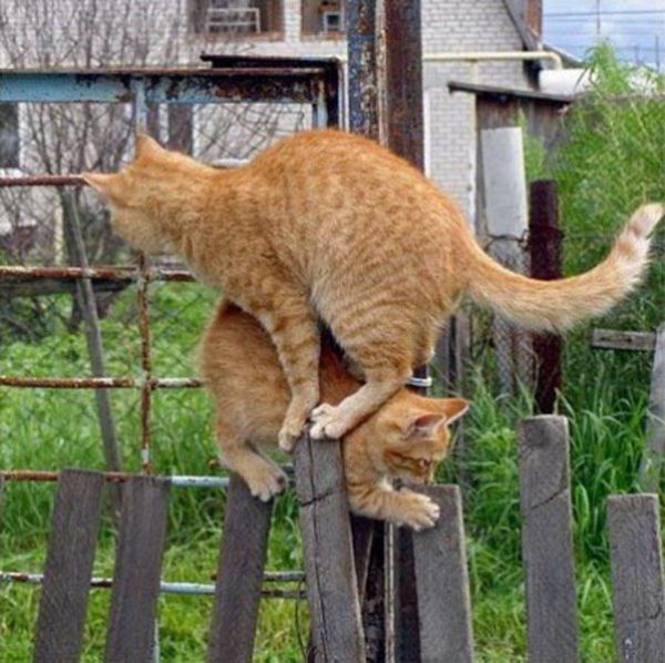 Two Cats, One Fence (4 pics)