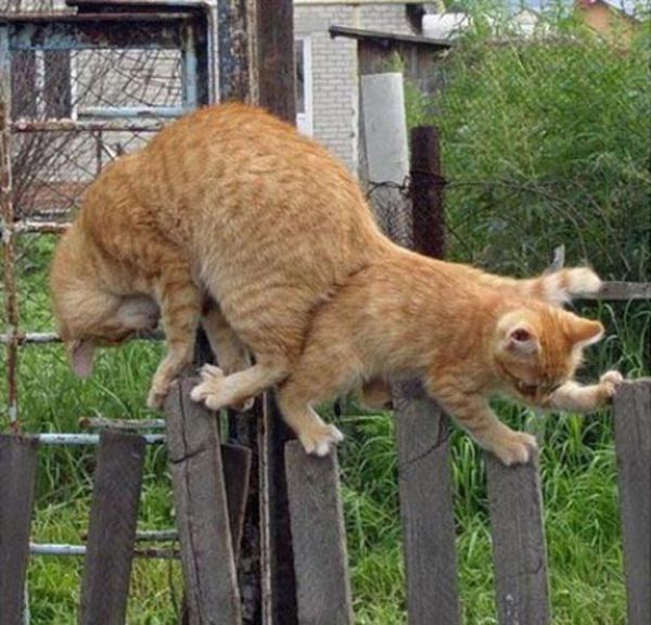 Two Cats, One Fence (4 pics)