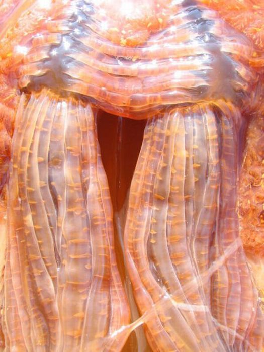 Giant Jellyfish at Kayak Point in Washington (13 pics)