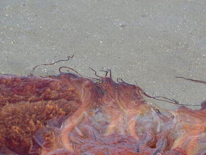 Giant Jellyfish at Kayak Point in Washington (13 pics)