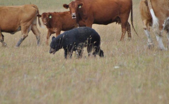 Cow Herd Battles a Bear (8 pics)
