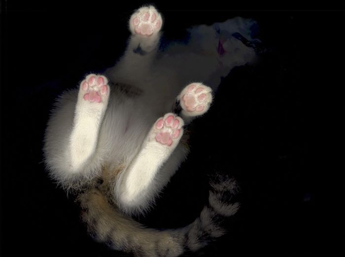 The Cat Scan (32 pics)