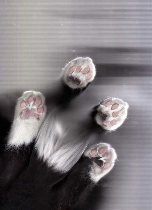 The Cat Scan (32 pics)