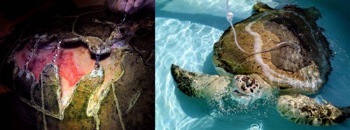 Swim, Turtle, Swim (12 pics)