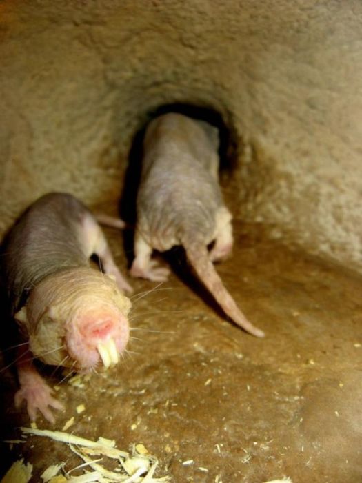 Naked Mole Rat (7 pics)