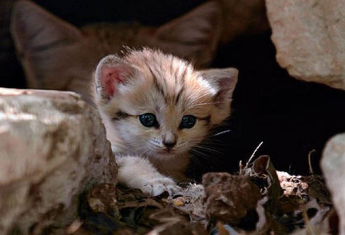 Sand Cat Kitten (13 pics)