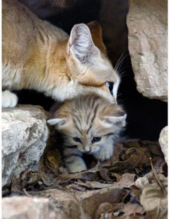 Sand Cat Kitten (13 pics)