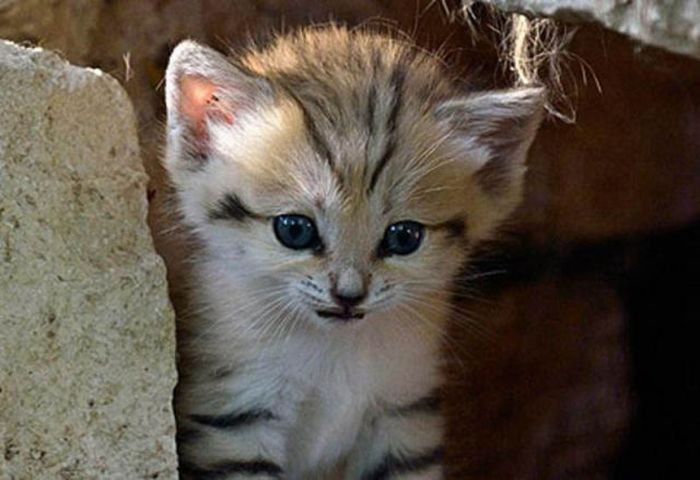 Sand Cat Kitten (13 pics)