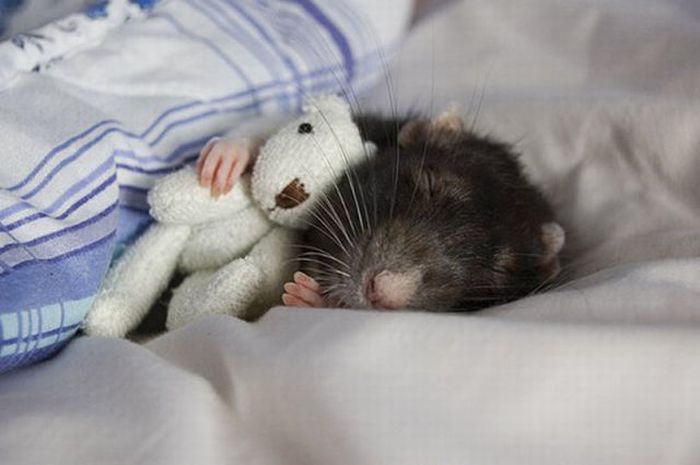 Bug is the Cutest Rat on the Net (32 pics)
