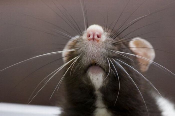 Bug is the Cutest Rat on the Net (32 pics)