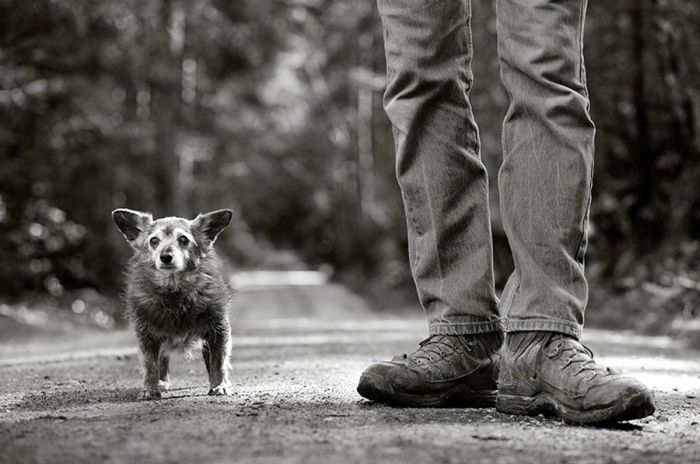 Old Dogs (32 pics)