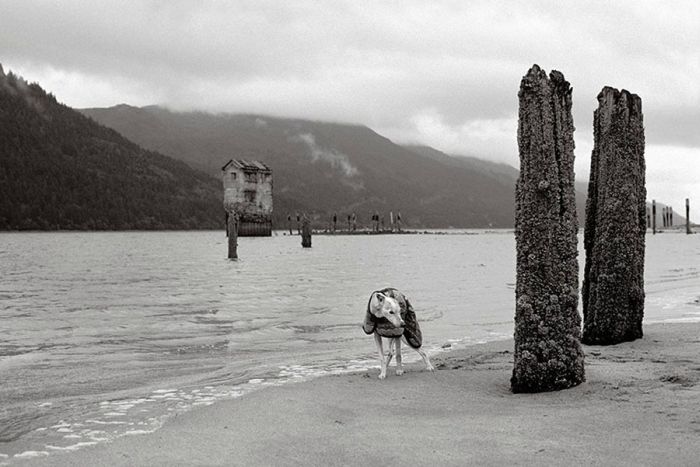 Old Dogs (32 pics)