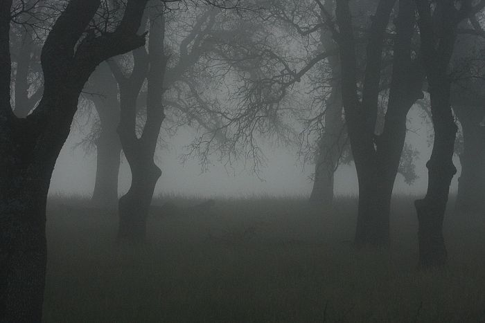 Fog Forests (32 pics)