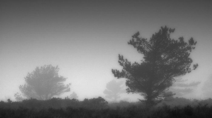 Fog Forests (32 pics)