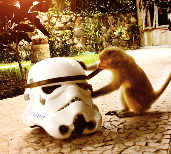 Surfing Trooper (33 pics)