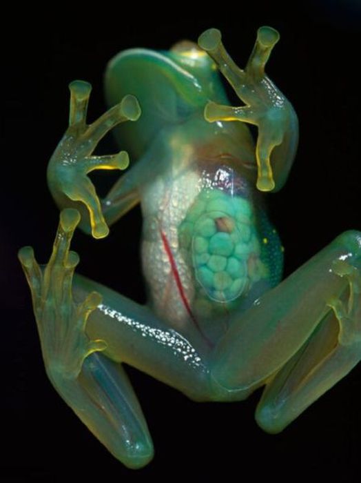 Acid Picdump (94 pics)