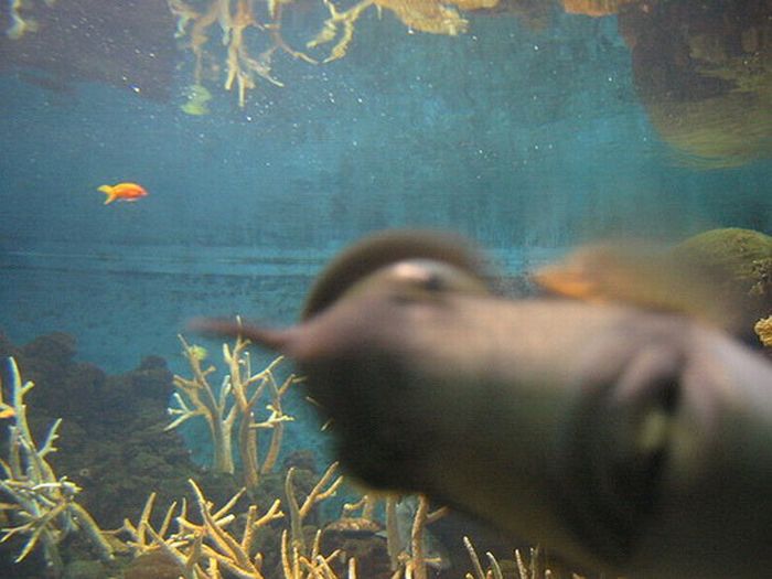 Acid Picdump (94 pics)